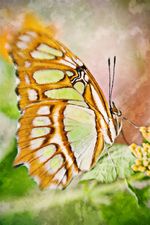 tailed jay.jpg